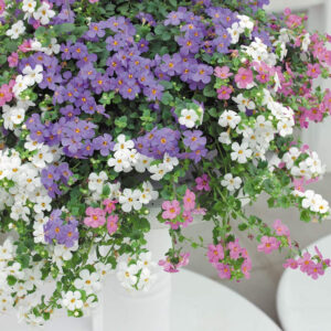 Bacopa