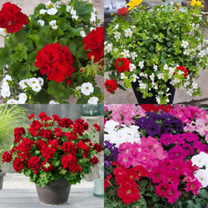 Kwiaty balkonowo-rabatowe