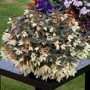 Begonia kaskadowa
