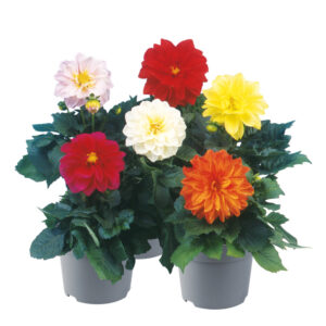 Dalia