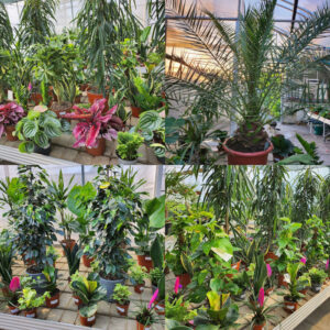 Rośliny do mieszkań i nie tylko