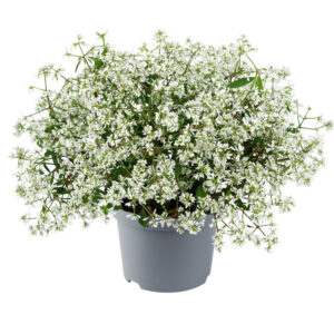 Euphorbia