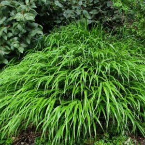 Hakonechloa