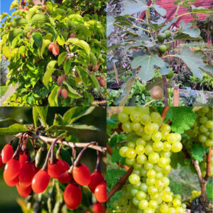 Ozdobne o jadalnych owocach