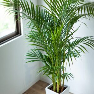 Palma Areca