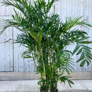 Palma Chamedora