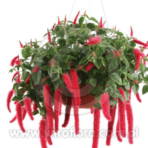 Acalypha - Kocie ogonki