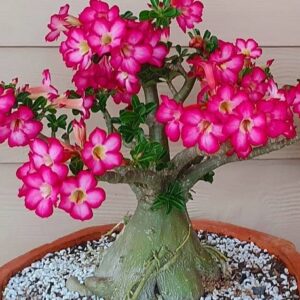 Adenium