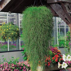 Agrostis