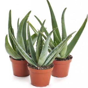 Aloes