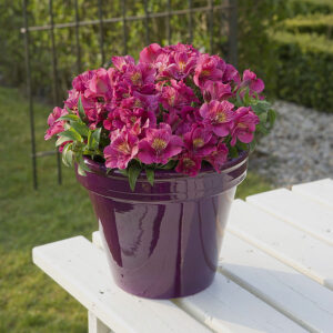Alstromeria