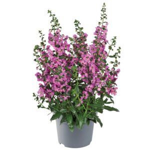 Angelonia
