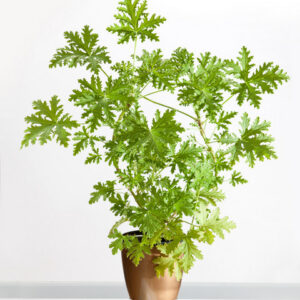 Pelargonia pachnąca - anginka