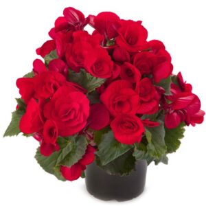 Begonia Barkos