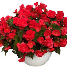 Begonia Belissa