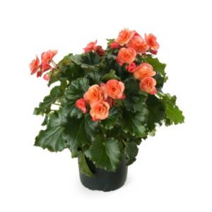 Begonia Cotage