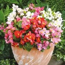 Begonia stalekwitnąca - semperflorens