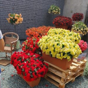 Begonia Solenia