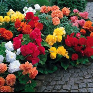 Begonia bulwiasta