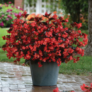 Begonia BIG