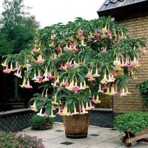 Brugmansia