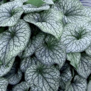 Brunnera