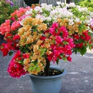 Bugenvilla