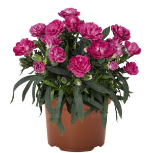 Goździk - Dianthus