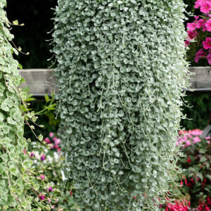 Dichondra