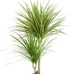 Dracena