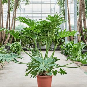 Filodendron