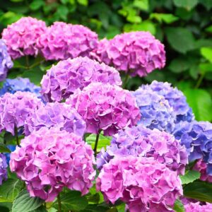 hydrangea, reddish, bluish, flower clusters, hydrangea, hydrangea, hydrangea, hydrangea, hydrangea