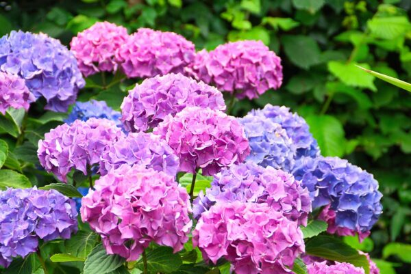 hydrangea, reddish, bluish, flower clusters, hydrangea, hydrangea, hydrangea, hydrangea, hydrangea