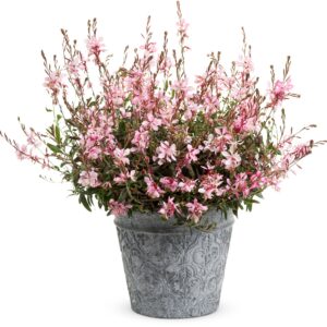 Gaura