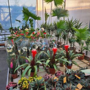 Guzmania