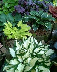 Hosta - Funkia