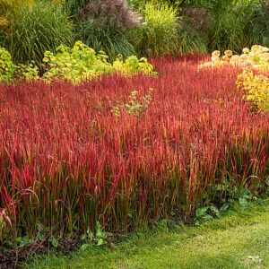 Imperata Red Baron