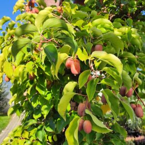 Kiwi - Aktinidia