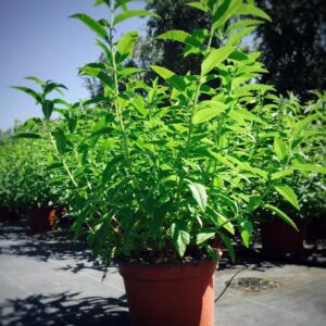 Lippia