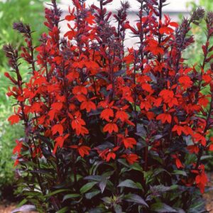 Lobelia okazała