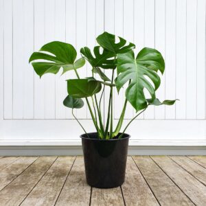 Monstera
