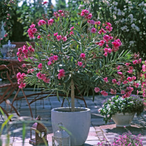 Oleander