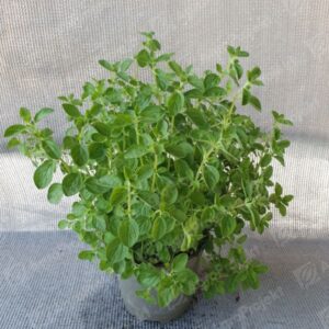 Oregano