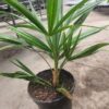 Palma Trachycarpus w doniczce