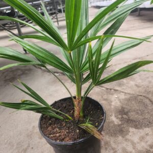 Palma Trachycarpus w doniczce