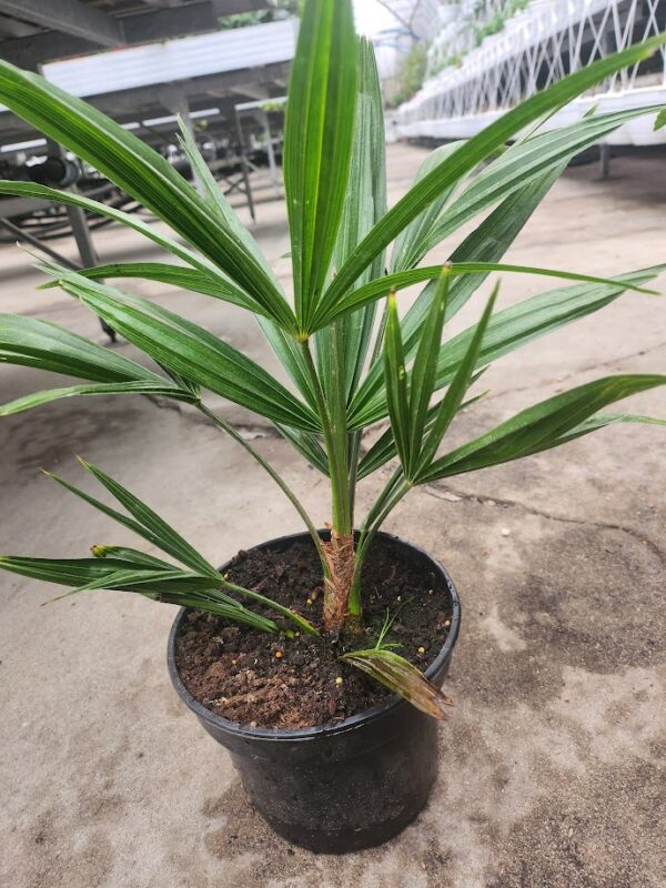 Palma Trachycarpus w doniczce