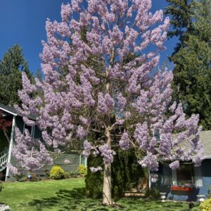 Paulownia