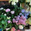 A vibrant arrangement of potted hydrangeas showcasing shades of pink, blue, and white blooms.