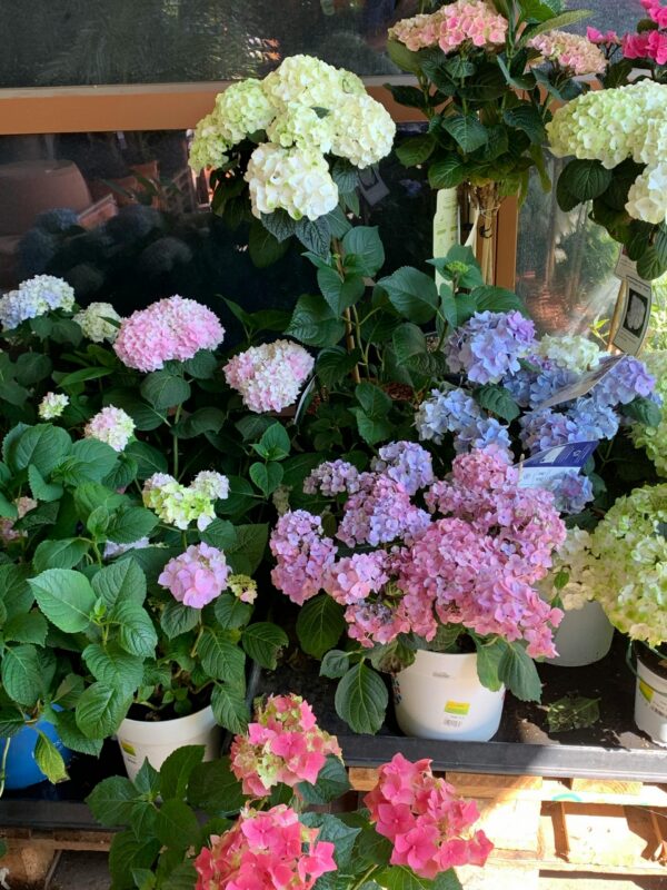 A vibrant arrangement of potted hydrangeas showcasing shades of pink, blue, and white blooms.
