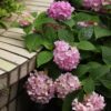 Lush pink hydrangeas blooming beside a tiled edge, showcasing vibrant summer foliage.